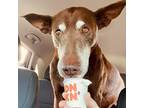 Adopt Murray a Doberman Pinscher / Mixed dog in Spring Hill, KS (38975101)