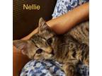 Adopt Nellie a Domestic Shorthair / Mixed cat in Spring Hill, KS (39036808)