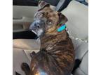 Adopt Jughead a Pit Bull Terrier / Mixed dog in Spring Hill, KS (39004562)