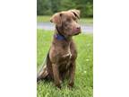 Adopt Chocobo a Mixed Breed