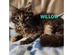 Adopt Willow a Domestic Longhair / Mixed cat in Spring Hill, KS (39036810)