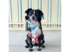 Adopt Pierce a Australian Shepherd / Border Collie / Mixed dog in Pacific Grove