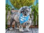 Adopt Cosmo a Terrier (Unknown Type, Medium) / Lhasa Apso / Mixed dog in Pacific