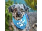 Adopt Copperfield a Lhasa Apso / Terrier (Unknown Type, Medium) / Mixed dog in