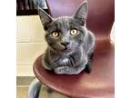 Adopt Grayson a Domestic Shorthair / Mixed cat in Rocky Mount, VA (38964322)