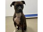 Adopt Posie a Boxer / Mixed dog in Rocky Mount, VA (39004525)