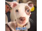 Adopt Pop a White - with Tan, Yellow or Fawn Italian Greyhound / Jack Russell