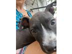 Adopt Fred a Gray/Silver/Salt & Pepper - with White Pit Bull Terrier / Mixed