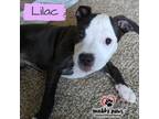Adopt Fall Five Litter: Lilac a Boxer dog in Council Bluffs, IA (39065751)
