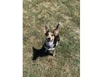 Adopt Golden a Australian Cattle Dog / Corgi dog in Bolivar, MO (39023122)