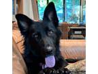 Adopt Denali a Black German Shepherd Dog / Husky / Mixed dog in Fredericksburg