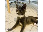 Adopt Friendly Phoebe a Domestic Shorthair / Mixed cat in Potomac, MD (39072676)