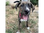 Adopt Jewel a Shepherd (Unknown Type) / Mountain Cur / Mixed dog in Potomac