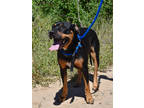 Adopt Hannah a Black Rottweiler / Mixed dog in Espanola, NM (39033299)