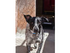 Adopt Rusty (@Santa Fe Tails) a White Australian Cattle Dog / Mixed dog in
