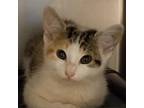 Adopt Keema a Domestic Shorthair / Mixed cat in Hamilton, GA (38919753)