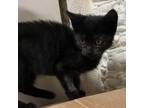 Adopt Moonshine a Domestic Shorthair / Mixed cat in Hamilton, GA (39058132)
