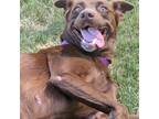 Adopt Cinnamon a Brown/Chocolate Labrador Retriever / Mixed dog in Cabot