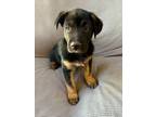 Adopt The Fast 6- Dash located in AZ (blue collar) a Black Belgian Shepherd dog