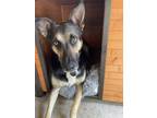Adopt Indy a Black - with Tan, Yellow or Fawn German Shepherd Dog / Foxhound /