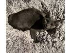 Adopt Garth a Gray or Blue Domestic Shorthair / Mixed cat in Aurora
