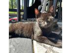 Adopt Darla - Meet Me @ Chuck & Don's in Lakeville a All Black Domestic