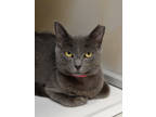 Adopt Shadow a Gray or Blue Russian Blue / Domestic Shorthair / Mixed cat in