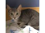 Adopt Burrito a Gray or Blue Domestic Shorthair / Mixed cat in Lakeland
