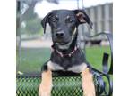Adopt Earl a Black Blue Heeler / Mixed dog in Madison, WI (39042480)