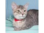Adopt Devi a Tortoiseshell Domestic Shorthair / Mixed cat in Evansville