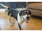 Adopt Atticus a White Beagle / Mixed dog in Wake Forest, NC (39033925)