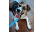 Adopt Luna a White Beagle / Mixed dog in Wake Forest, NC (38978142)