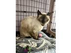Adopt Simon a Brown or Chocolate (Mostly) Siamese / Mixed (short coat) cat in