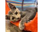 Adopt Dolly a Gray or Blue Domestic Shorthair / Mixed cat in Huntsville