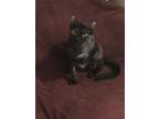Adopt Tasha Yar a Tortoiseshell Domestic Shorthair / Mixed (short coat) cat in