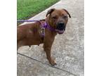 Adopt Lucii a American Staffordshire Terrier / Mixed dog in Raleigh