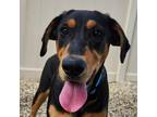 Adopt Joy a Hound (Unknown Type) dog in Yankton, SD (38935664)