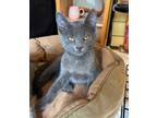 Adopt Salsa a Domestic Shorthair / Mixed cat in Cleveland, TN (39051502)