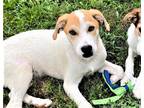 Adopt THREE AMIGOS STANLEY a White - with Tan, Yellow or Fawn Hound (Unknown