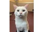 Adopt Winston a Domestic Shorthair / Mixed cat in Mipiltas, CA (38926031)