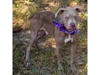 Adopt Chazz a Tan/Yellow/Fawn Pit Bull Terrier / Mixed dog in Wadena