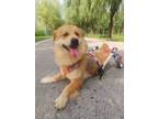 Adopt Molly (China) a Golden Retriever dog in Jamestown, CA (38921258)