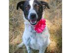 Adopt Pixie a Black Border Collie / Mixed dog in Wadena, MN (39035981)