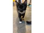 Adopt Snitch a Domestic Shorthair cat in Twin Falls, ID (39045782)