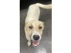 Adopt Constance a Great Pyrenees / Mixed Breed (Medium) / Mixed dog in Athens