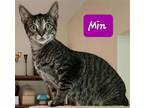 Adopt Min a Brown or Chocolate Domestic Shorthair / Mixed (short coat) cat in