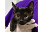 Adopt Raymond a All Black Domestic Shorthair / Domestic Shorthair / Mixed cat in