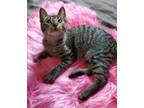 Adopt Camille the Playful Sweetheart a Gray or Blue Domestic Shorthair / Mixed