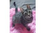 Adopt Akali the Playful Girl a Gray or Blue Domestic Shorthair / Mixed (short