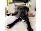 Adopt Harry a Black Great Dane / Mixed Breed (Large) / Mixed dog in Fort